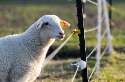 Check the Electric Fence for Any Malfunctions!