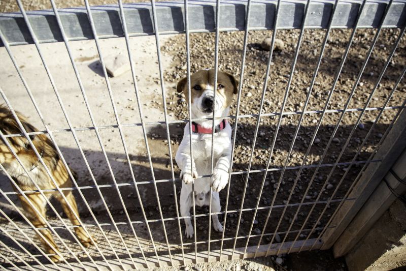 Fence Line Inspection