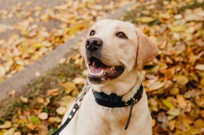 Keep Dogs, Cats, and Other Pets Safe with an Electric Pet Fence Repair!